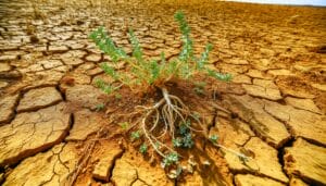 factoren voor selectie droogtetolerante planten
